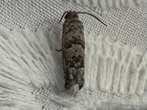 Bare-patched Leafroller Moth photo 2