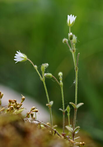 European chickweed (Cerastium pumilum)