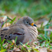 Croaking Ground Dove - Photo (c) Ariel Florentino, some rights reserved (CC BY-NC), uploaded by Ariel Florentino