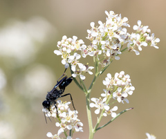Lepidium latifolium