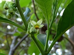 Solanum nudum