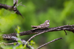 Chordeiles acutipennis