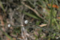 Lachnocaulon