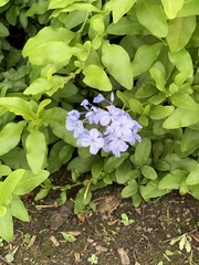 Plumbago auriculata