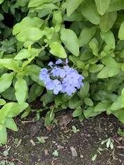Plumbago auriculata