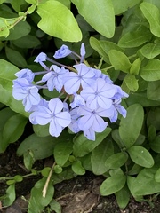 Plumbago auriculata