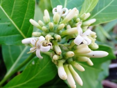 Morinda panamensis