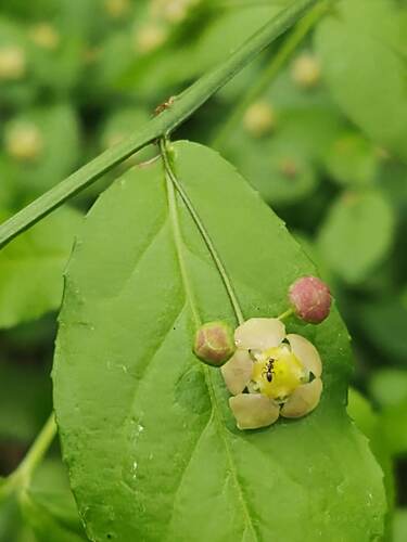 Euonymus americanus