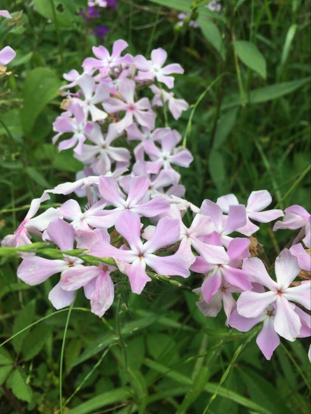 Phlox amoena lighthipei from Macon County, AL, USA on April 29, 2024 at ...