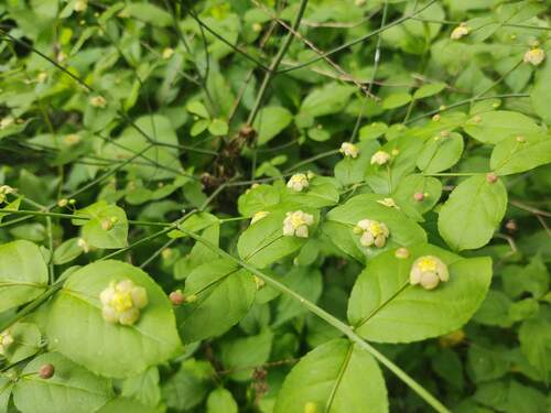 Euonymus americanus