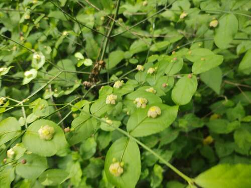 Euonymus americanus