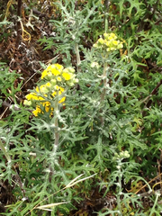 Eriophyllum staechadifolium