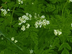 Chaerophyllum procumbens