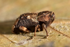 Ectopsis ferrugalis