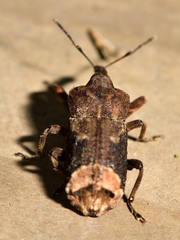 Ectopsis ferrugalis