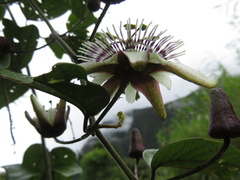 Passiflora tatei