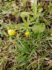 Ranunculus monophyllus