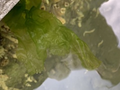 Ulva lactuca