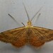 Plantain Moth - Photo (c) 🦔🍄🦆🐚 rangerpuffin 🦘🐌🍀🌿, some rights reserved (CC BY-NC), uploaded by 🦔🍄🦆🐚 rangerpuffin 🦘🐌🍀🌿
