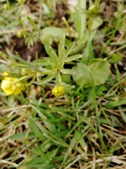 Ranunculus monophyllus