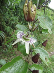 Passiflora tatei