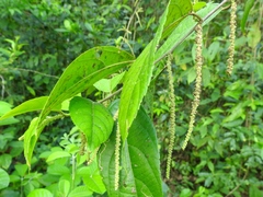 Acalypha diversifolia