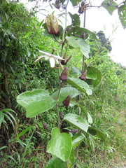Passiflora tatei