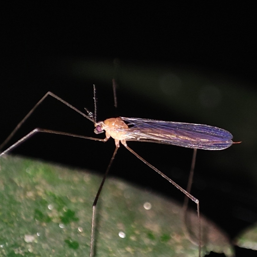 Polymera niveitarsis