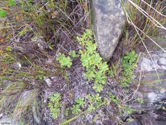 Osmitopsis dentata