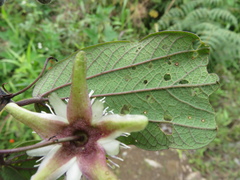 Passiflora tatei