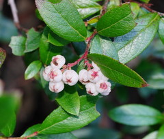Gaultheria appressa