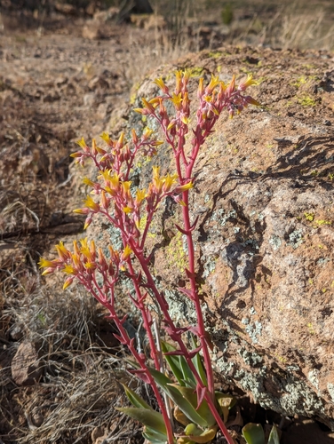 Dudleya saxosa