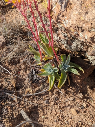 Dudleya saxosa