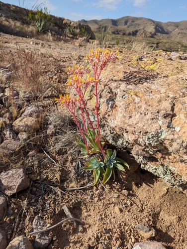 Dudleya saxosa