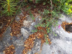 Indigofera sarmentosa