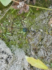 Leiobunum viridorsum