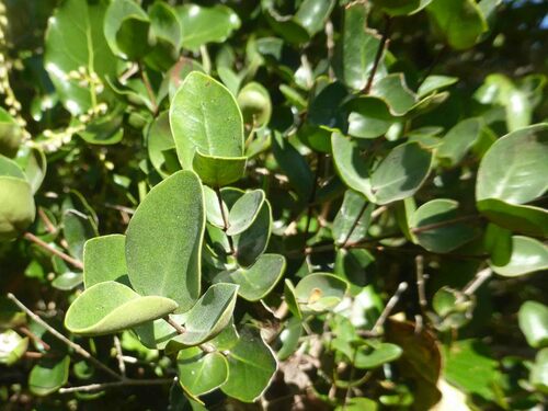 Eugenia gacognei observed 2024-04-27