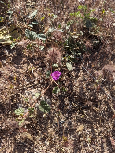 Trailing windmills (Allionia incarnata)