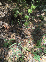 Fritillaria