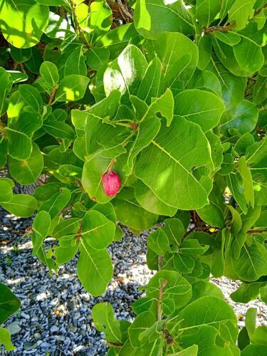Terminalia litoralis observed 2024-04-27