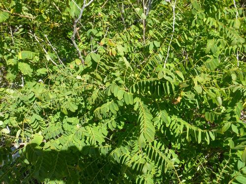 Phyllanthus deplanchei observed 2024-04-27