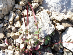 Epilobium clavatum