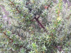 Cliffortia tridentata