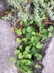 Centella eriantha