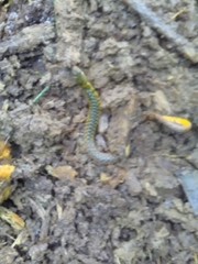 Erythrolamprus typhlus