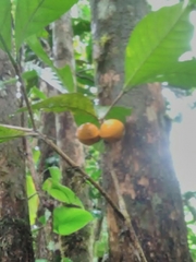 Tabernaemontana sananho