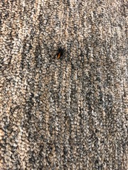 Castianeira descripta