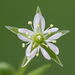 Bog Stitchwort - Photo (c) Gilles San Martin, some rights reserved (CC BY-SA), uploaded by Gilles San Martin
