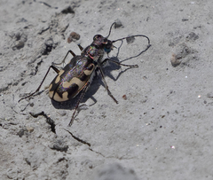 Cicindela willistoni