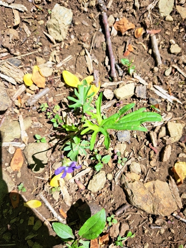 Image of Viola monacanora by (c) Bob Schwartz, some rights reserved (CC BY)